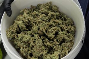 Bulk Cannabis Deals