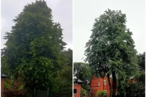Tree Thinning