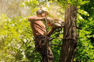 Tree Trimming services League City, TX