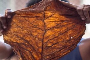 tobacco leaf