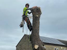 Tree Surgeon in Wolverhampton