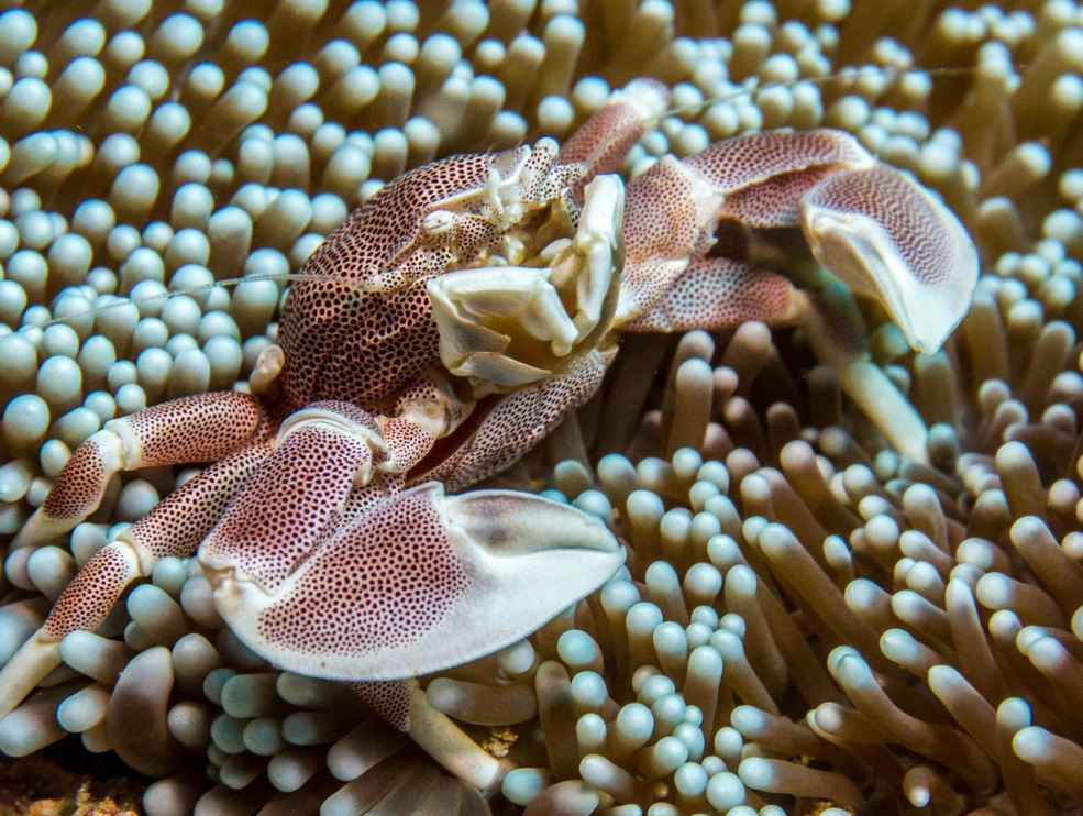 Porcelain Anemone Crab For Sale