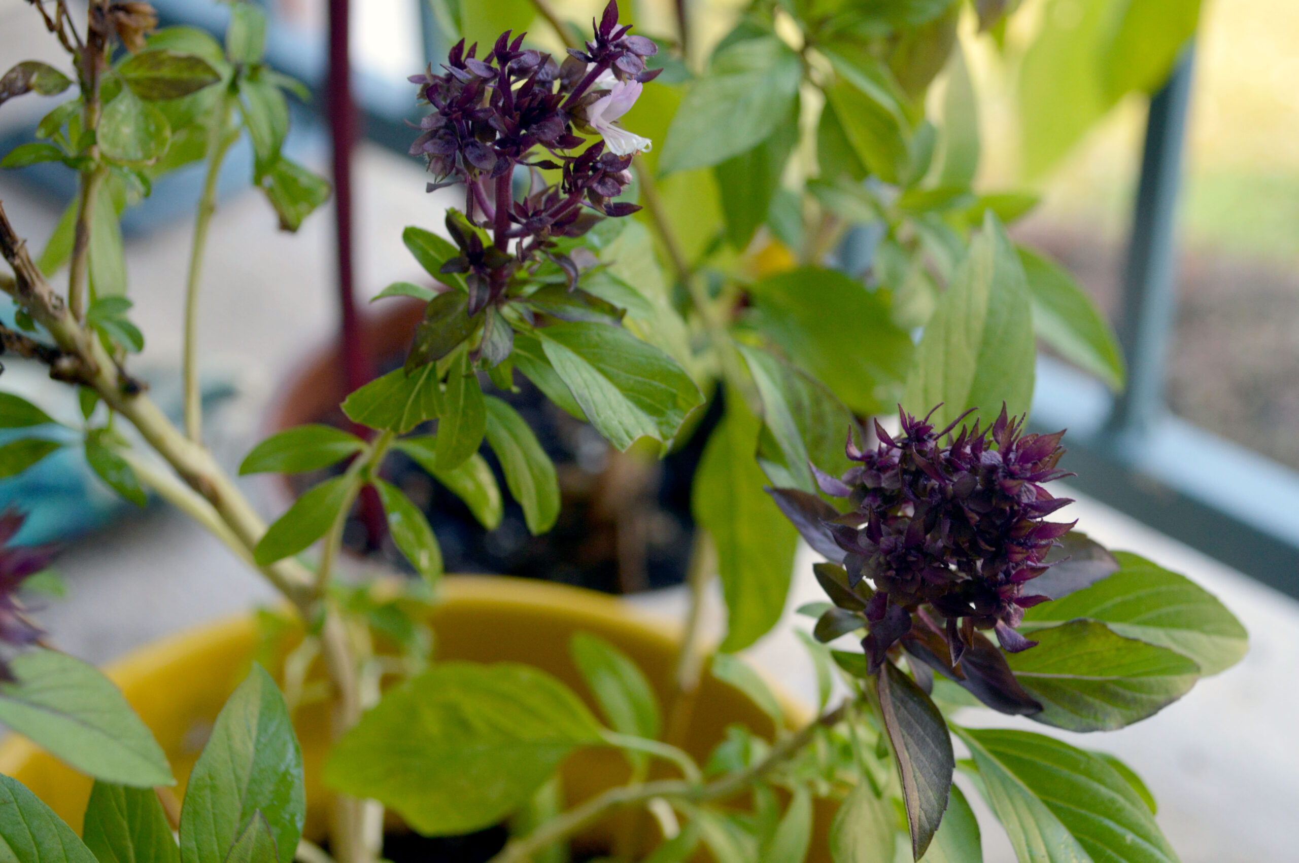 What is a Thai Basil