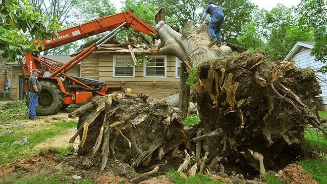 Tree Trimming Service Bronx - MZ Sedans