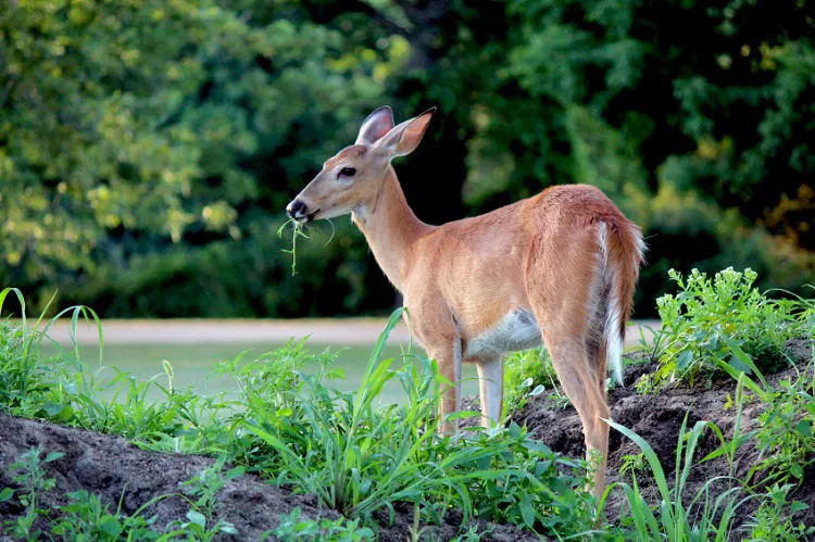 The Best Deer Repellent for Vegetable Gardens