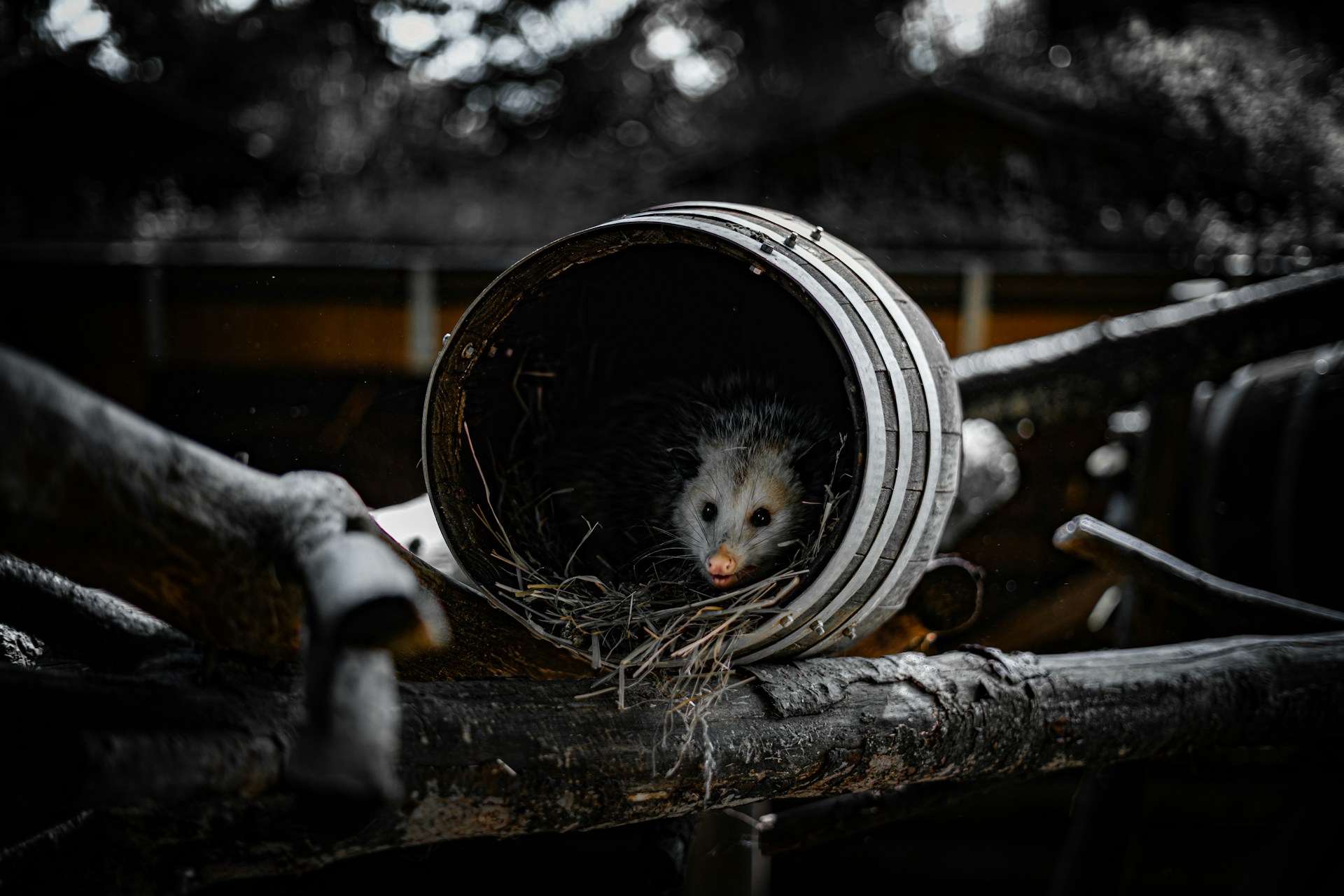 Small rodent-type animal peeking out from inside a weathered wooden barrel with dim light illuminating its face