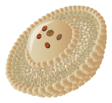 Sunflower Lecithin Based Liposomes encapsulating nutrients for enhanced absorption and bioactive protection