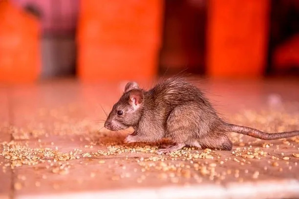 rat infestation cleanup services