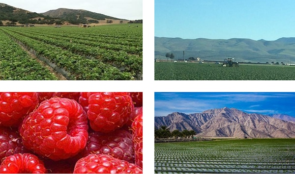 Agricultural Taxation Expert Santa Maria, Oxnard