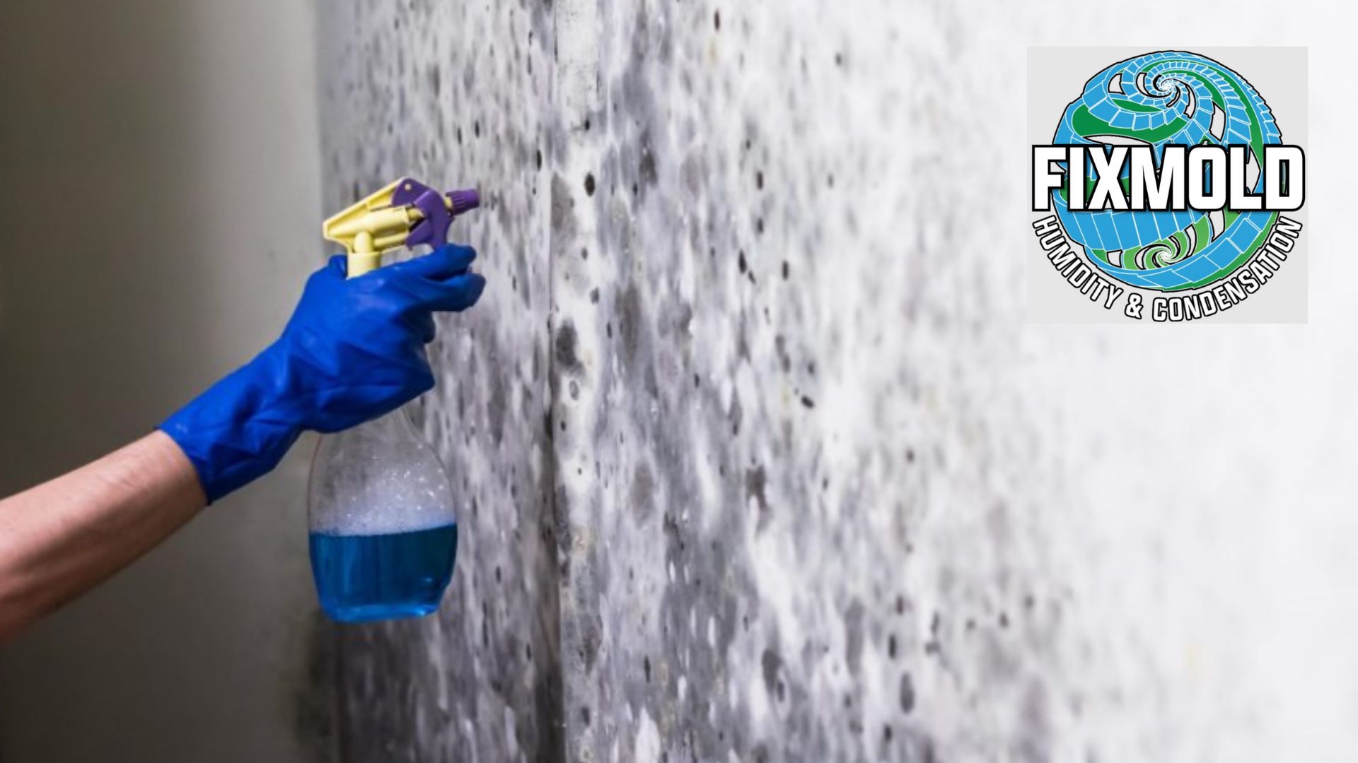 Mold Removal Services